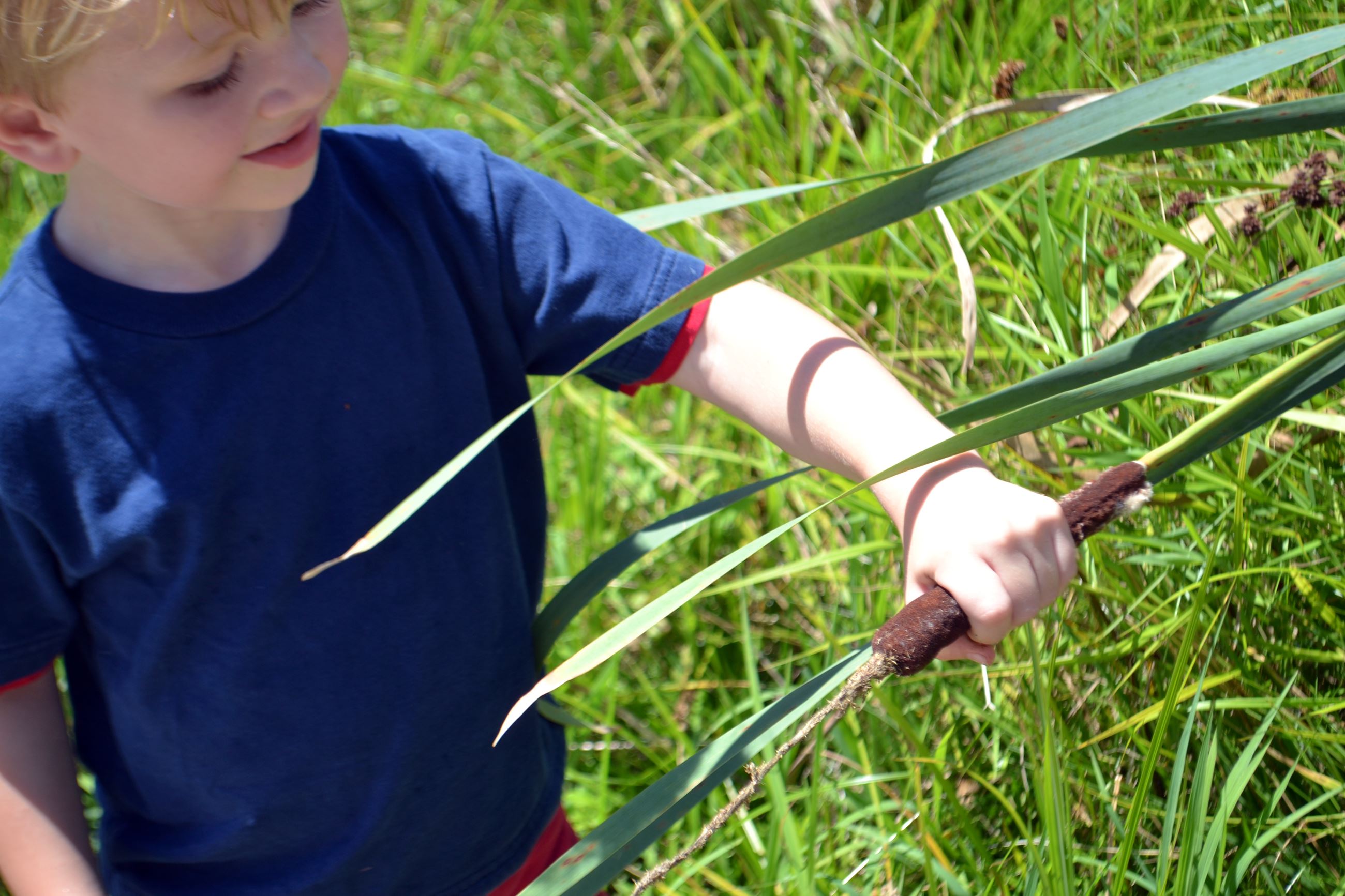 Child holding a cattail