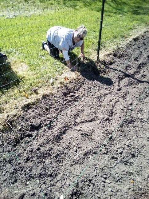 Bev Cook smiles while weeding along the outside of the garden fence