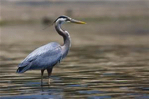 Blue Heron Picture