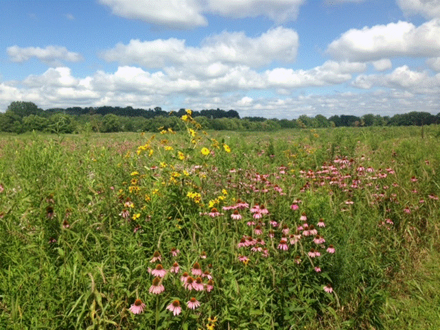Deeds Wetland Wildflowers